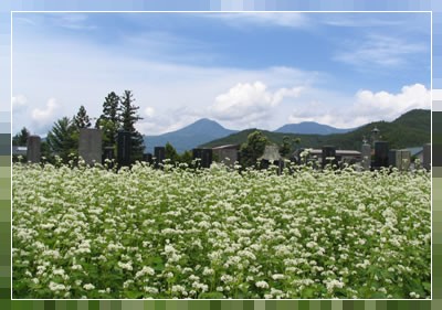 蕎麦畑と蓼科山